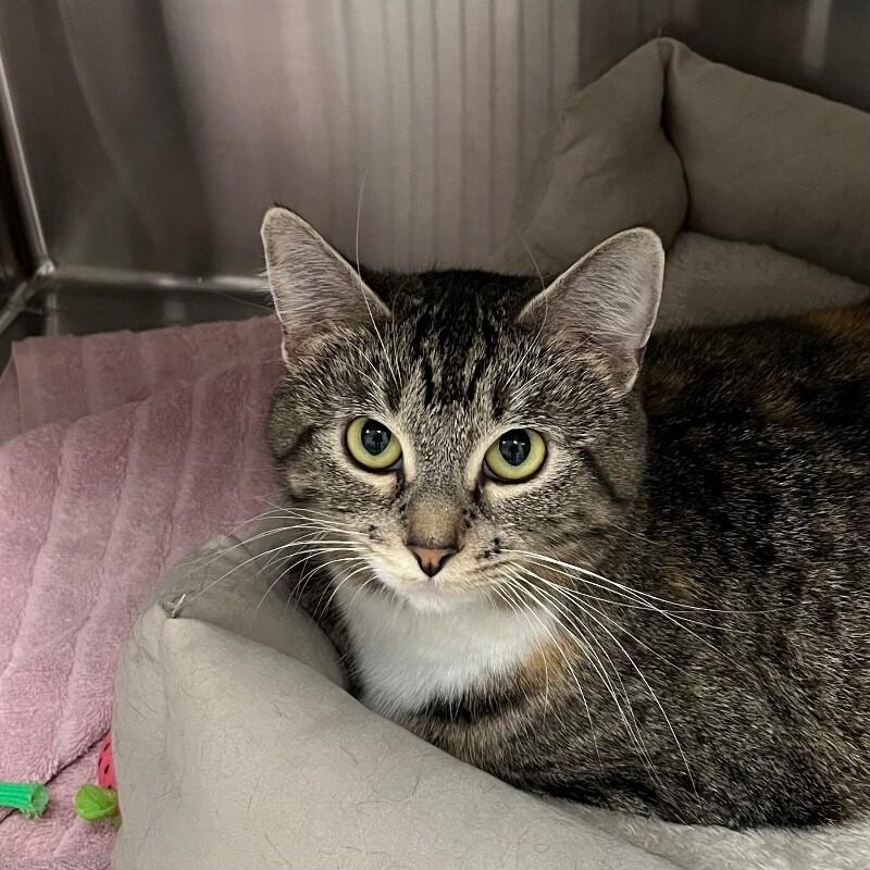 Enlarge Sassy, a Adoptable Domestic Short Hair in Yankton, SD image 1/5