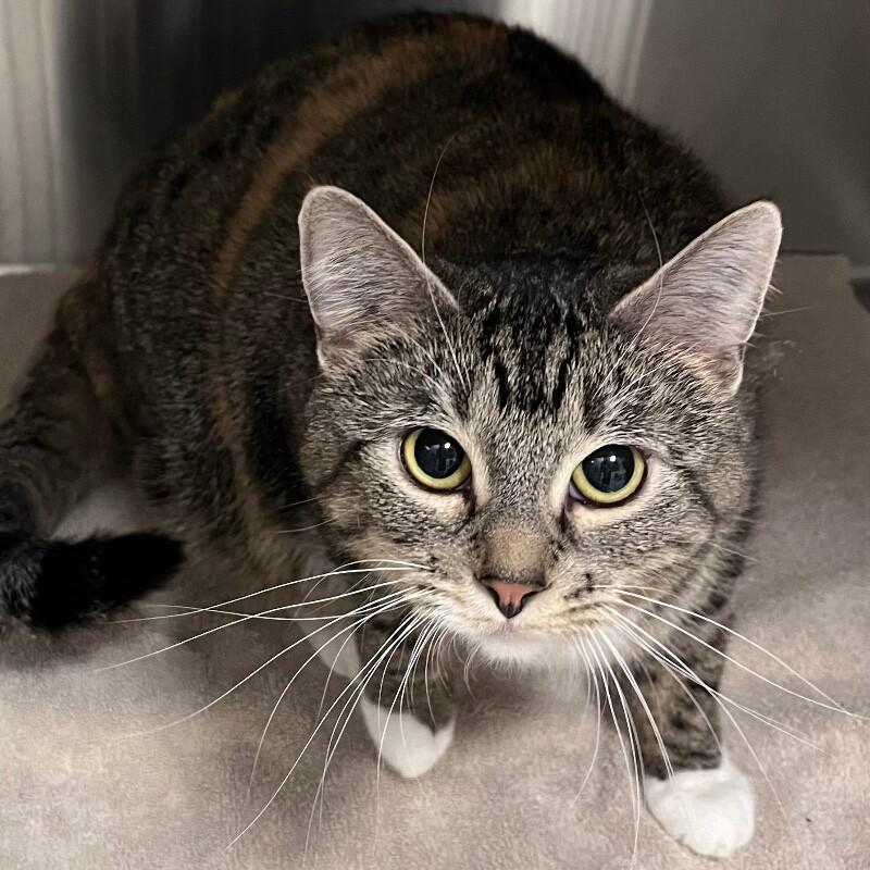 Enlarge Sassy, a Adoptable Domestic Short Hair in Yankton, SD image 2/5