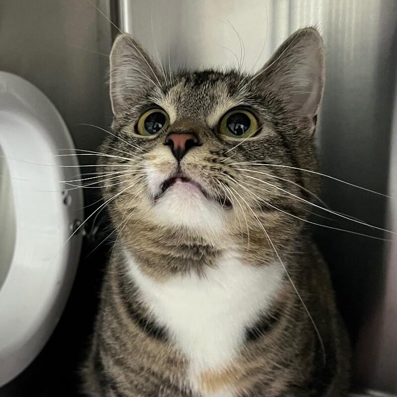 Enlarge Sassy, a Adoptable Domestic Short Hair in Yankton, SD image 3/5