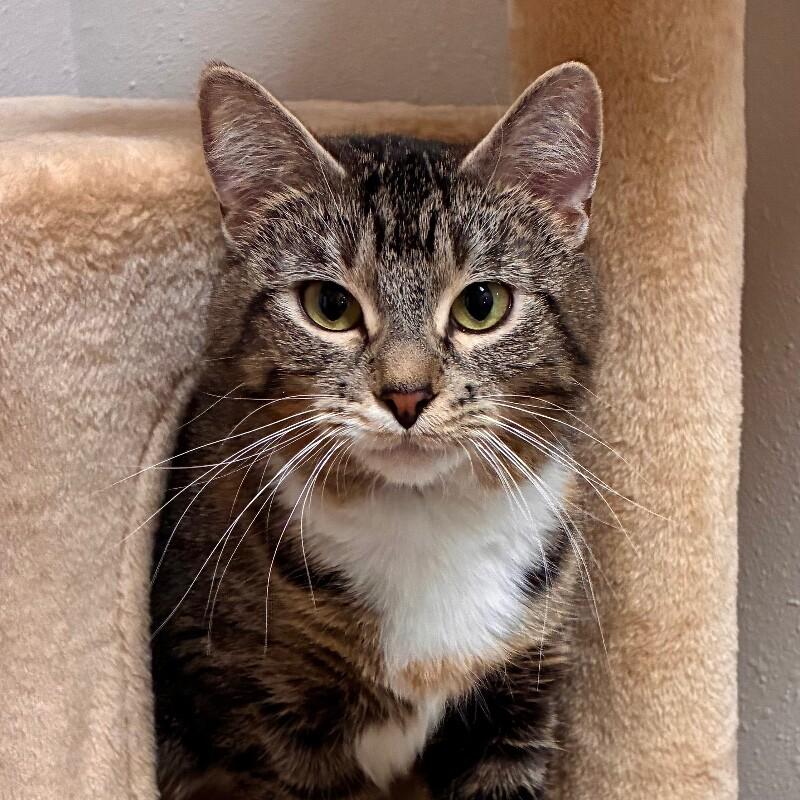 Enlarge Sassy, a Adoptable Domestic Short Hair in Yankton, SD image 5/5