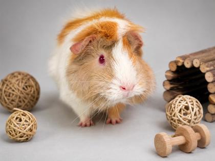 Enlarge Holly Hazel and Helen - bonded triplet piggy sisters - SO FLUFFY, a ADOPTABLE Abyssinian in Bedford Hills, NY image 1/3