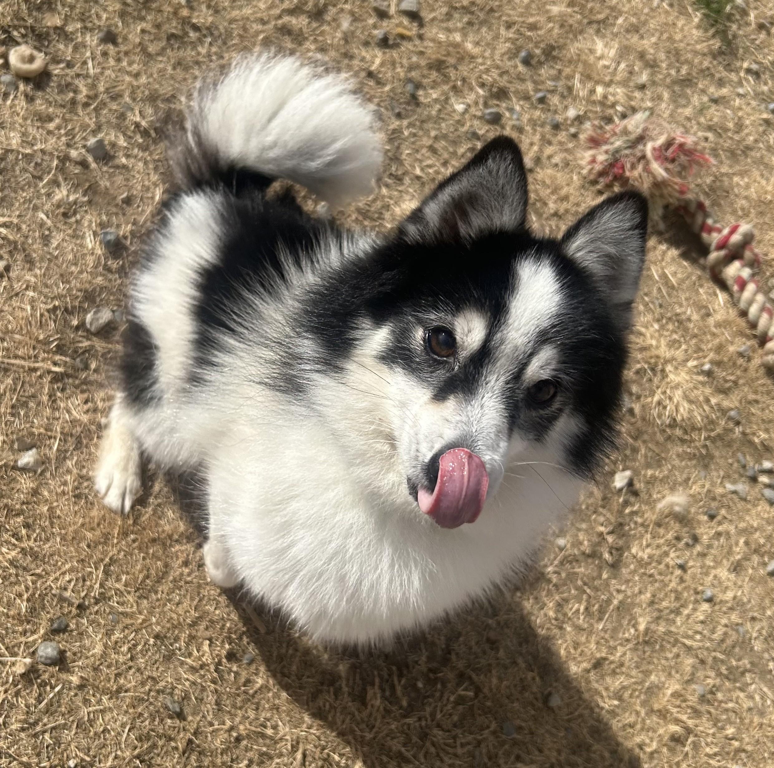 Enlarge Bruce, a ADOPTABLE mixed breed in Siloam Springs, AR image 5/6