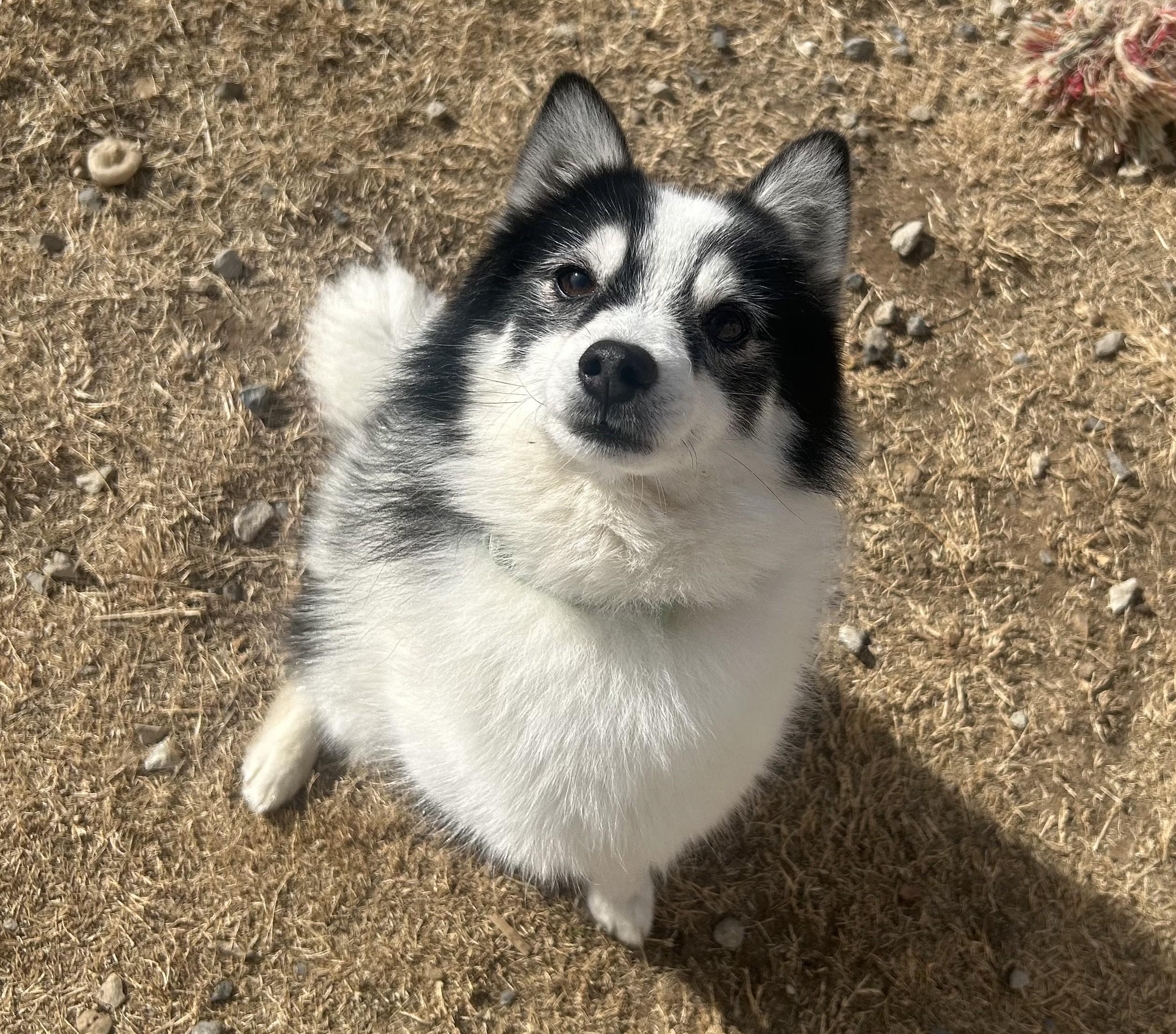 Enlarge Bruce, a ADOPTABLE mixed breed in Siloam Springs, AR image 6/6