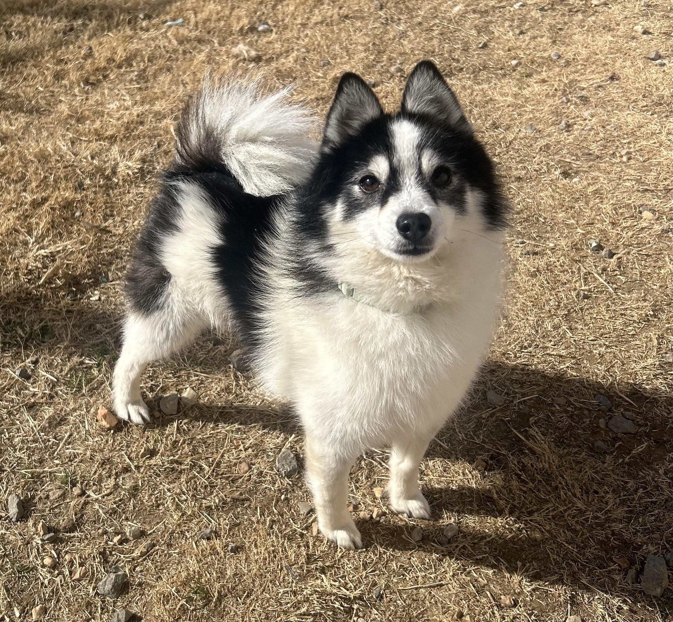 Enlarge Bruce, a ADOPTABLE mixed breed in Siloam Springs, AR image 1/6