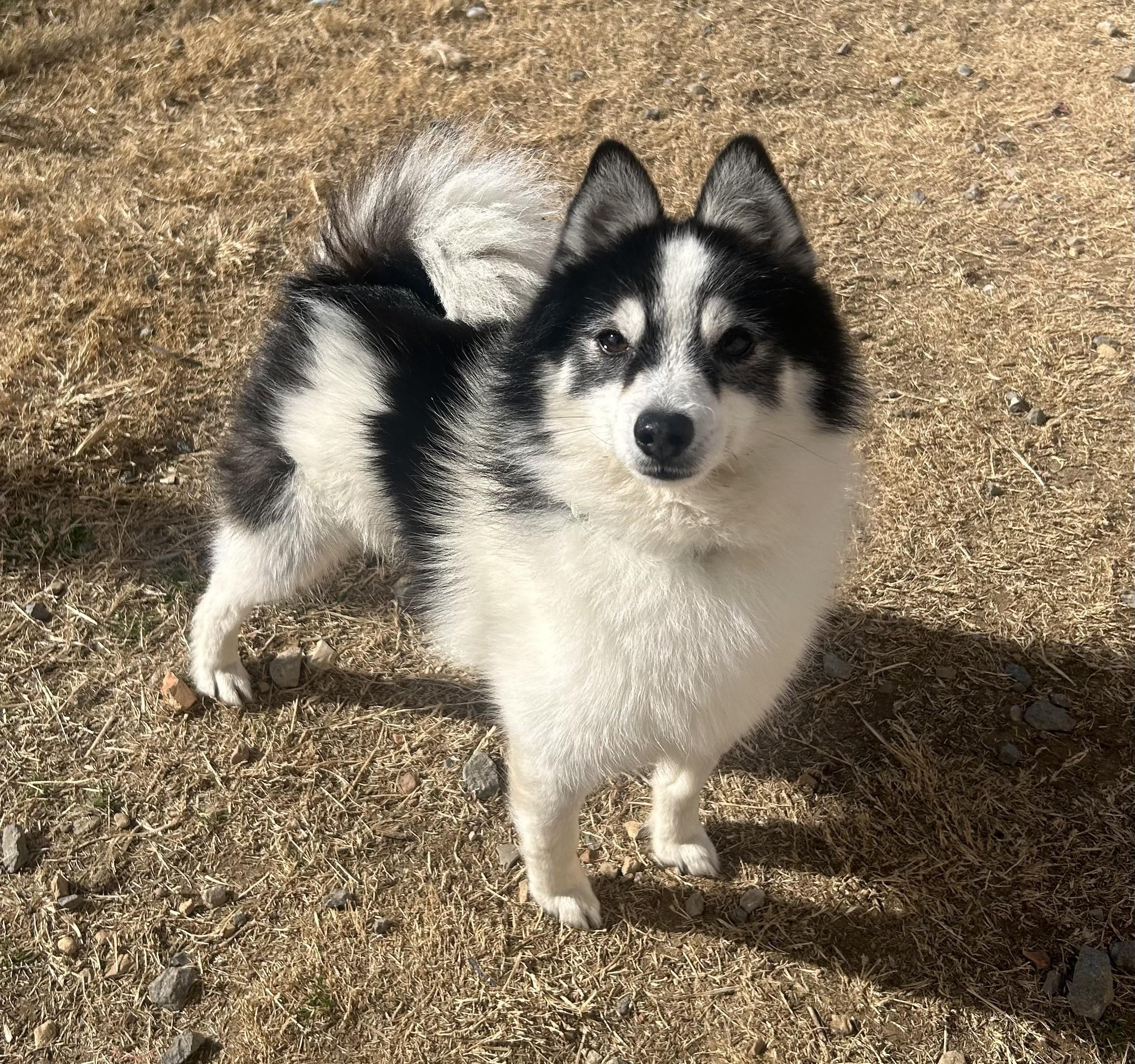 Enlarge Bruce, a ADOPTABLE mixed breed in Siloam Springs, AR image 3/6
