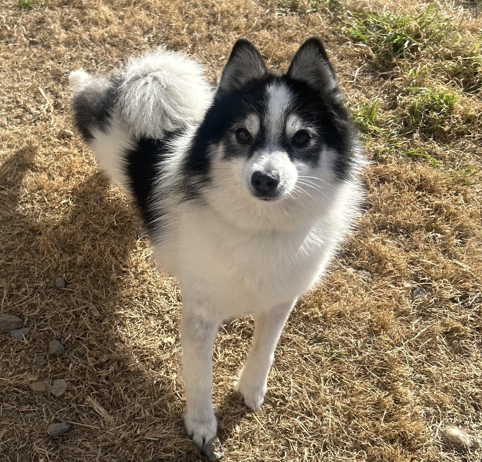 Enlarge Bruce, a ADOPTABLE mixed breed in Siloam Springs, AR image 2/6