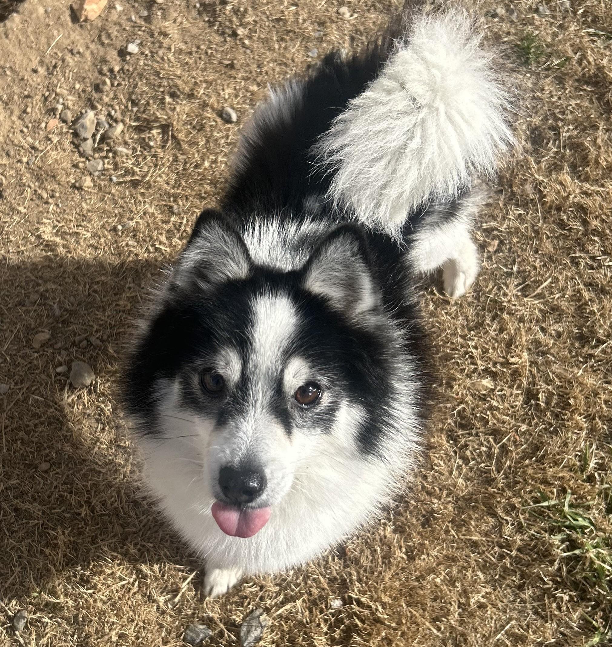 Enlarge Bruce, a ADOPTABLE mixed breed in Siloam Springs, AR image 4/6