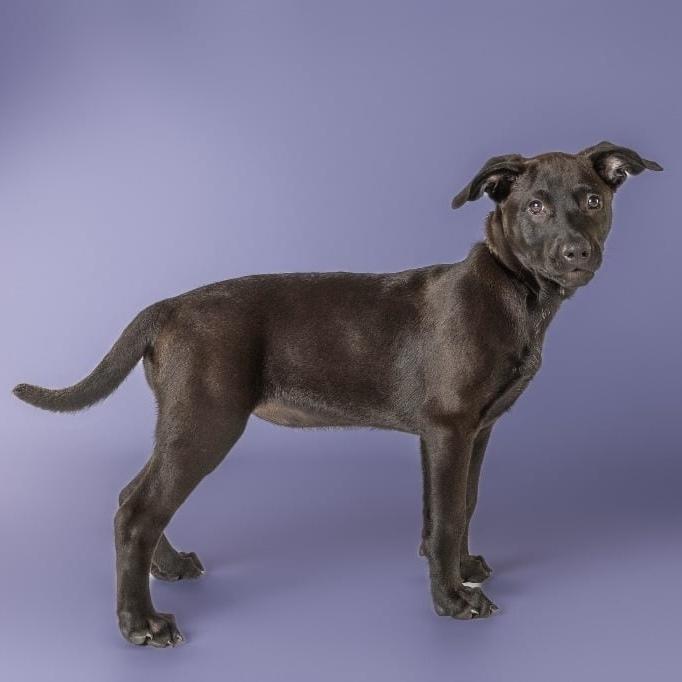 AAD New Arrival! Mary - 26114, a Adoptable mixed breed in Armonk, NY image 1/3