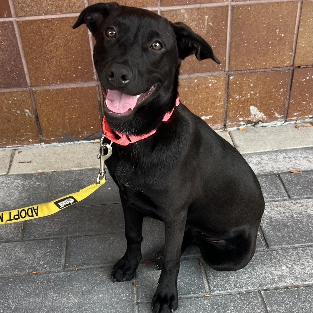 Enlarge Mary - 26114, a Adoptable mixed breed in Armonk, NY image 2/4