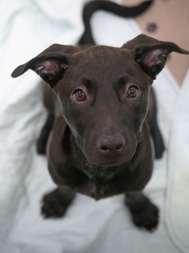 AAD New Arrival! Mary - 26114, a Adoptable mixed breed in Armonk, NY image 2/3