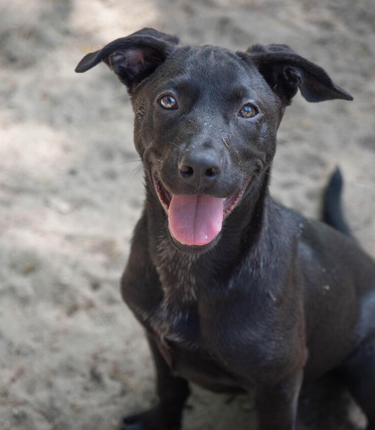 AAD New Arrival! Mary - 26114, a Adoptable mixed breed in Armonk, NY image 3/3