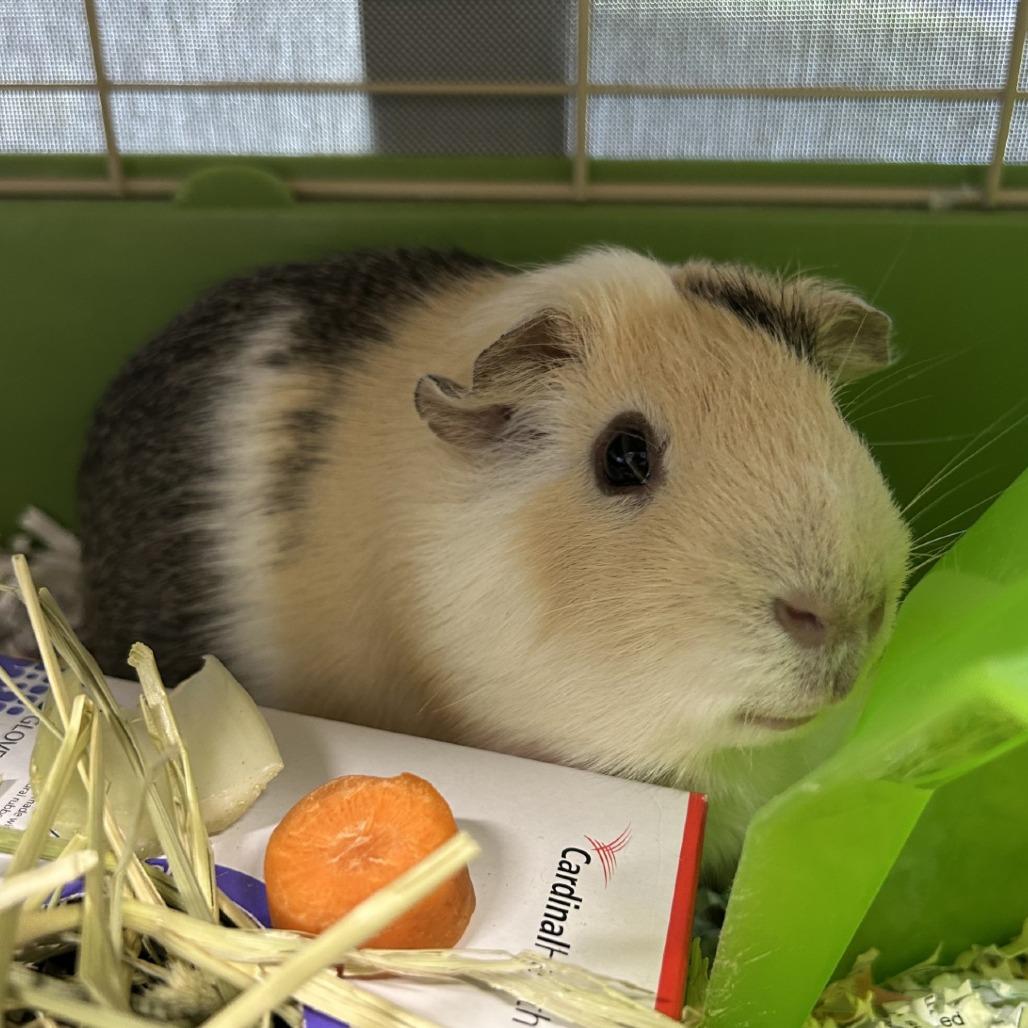 Milo, Adoptable, Adult Male Guinea Pig.
