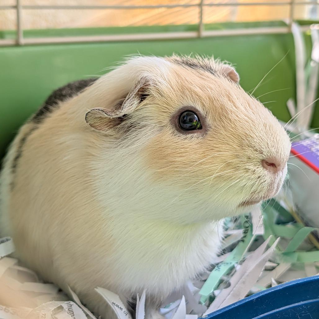 Enlarge Milo, a Adoptable Guinea Pig in Saint Cloud, MN image 2/5