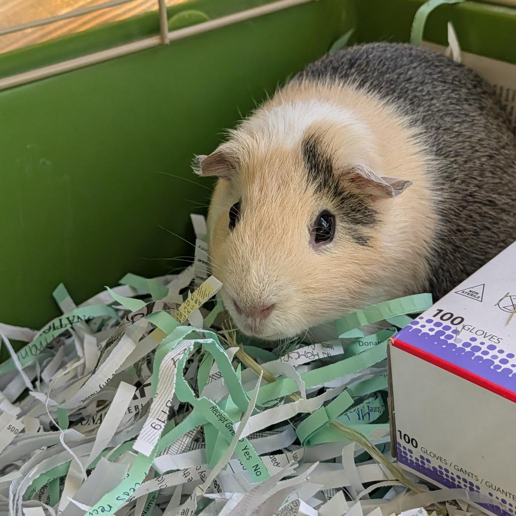 Enlarge Milo, a Adoptable Guinea Pig in Saint Cloud, MN image 3/5
