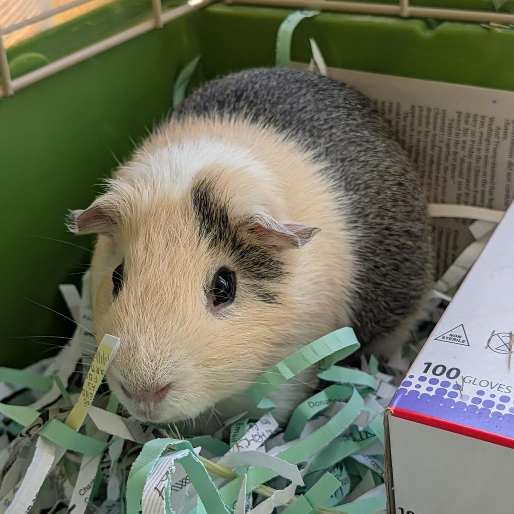 Enlarge Milo, a Adoptable Guinea Pig in Saint Cloud, MN image 4/5