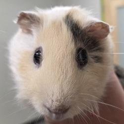 Enlarge Milo, a Adoptable Guinea Pig in Saint Cloud, MN image 5/5