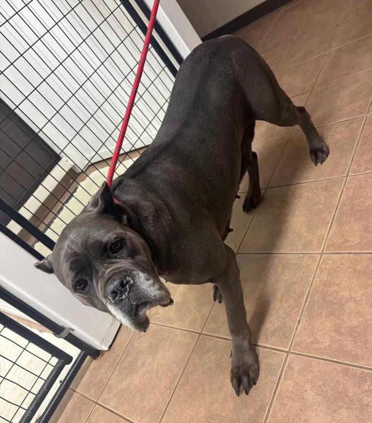 Marcy, ADOPTABLE, Adult Female Cane Corso & Mastiff.