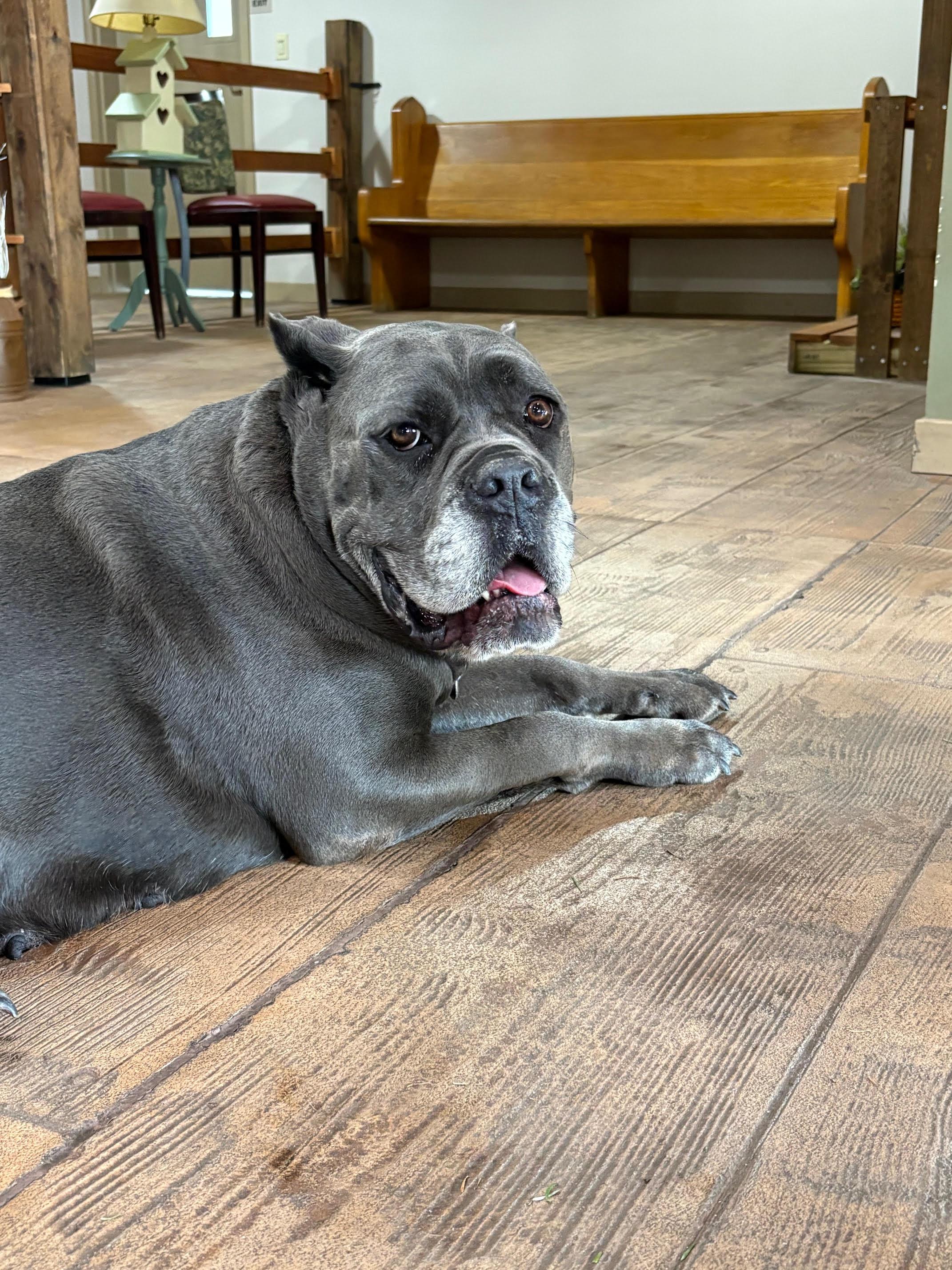 Enlarge Marcy, a ADOPTABLE mixed breed in Pottstown, PA image 3/3