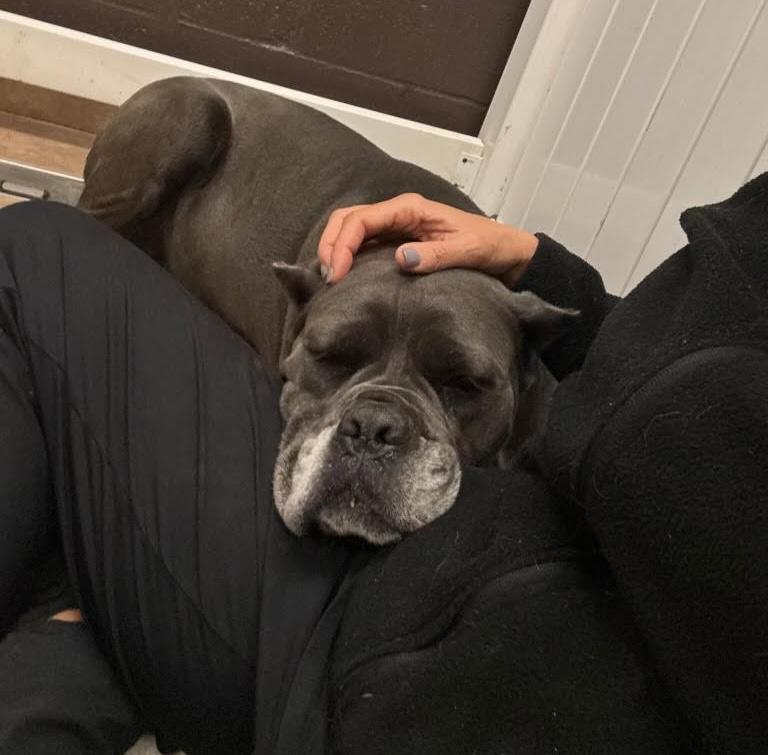 Enlarge Marcy, a ADOPTABLE mixed breed in Pottstown, PA image 2/3