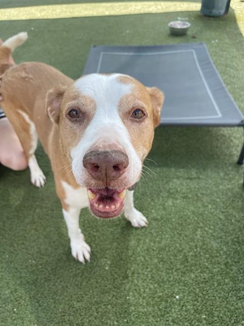 MOCHA, Adoptable, Senior Female Pit Bull Terrier & Mixed Breed.