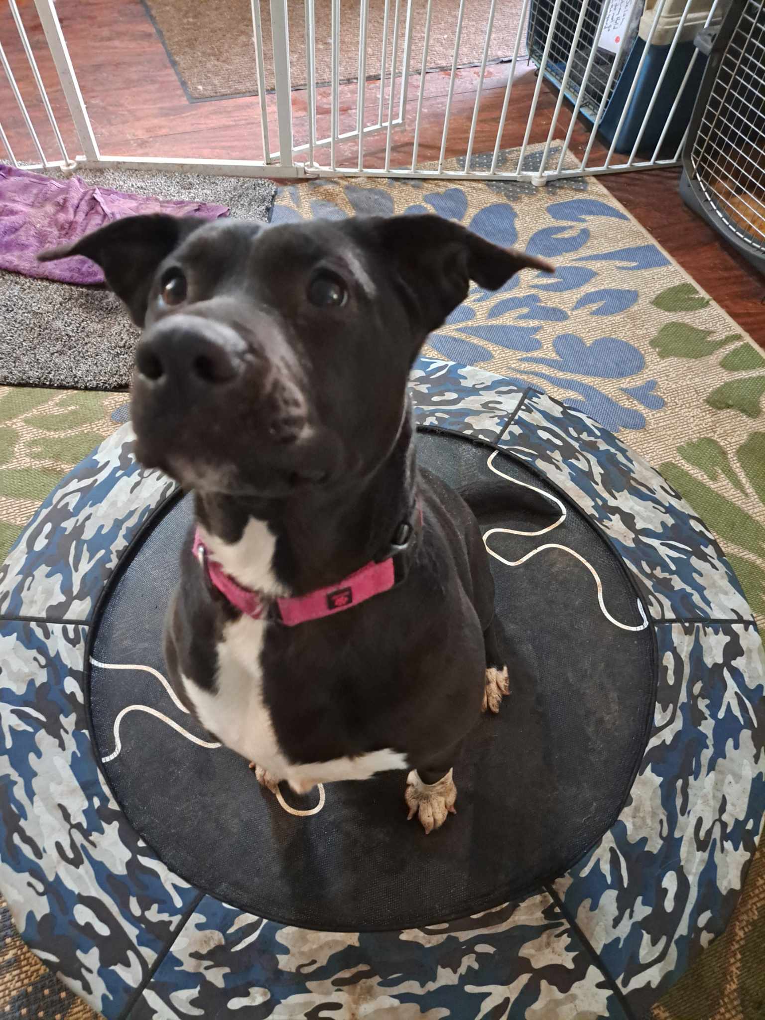 Selah, Adoptable, Adult Female Pit Bull Terrier.