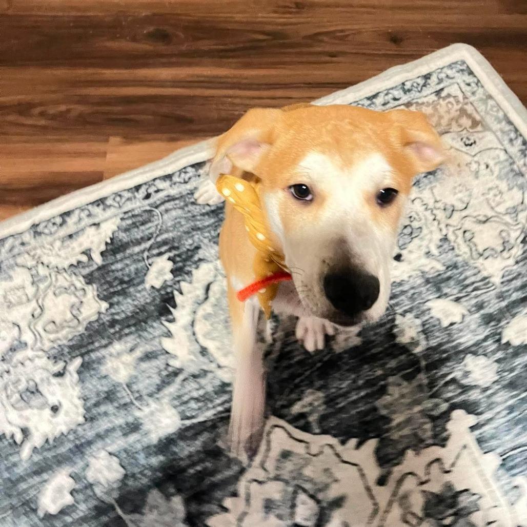 Hailee, Adoptable, Puppy Female Mastiff & Mixed Breed.