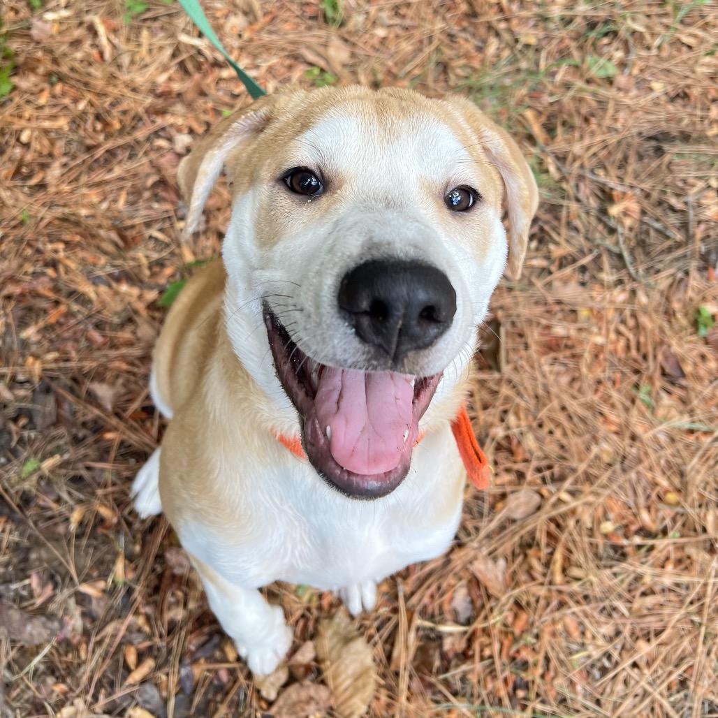 Enlarge Hailee, a Adoptable mixed breed in Wadena, MN image 2/6