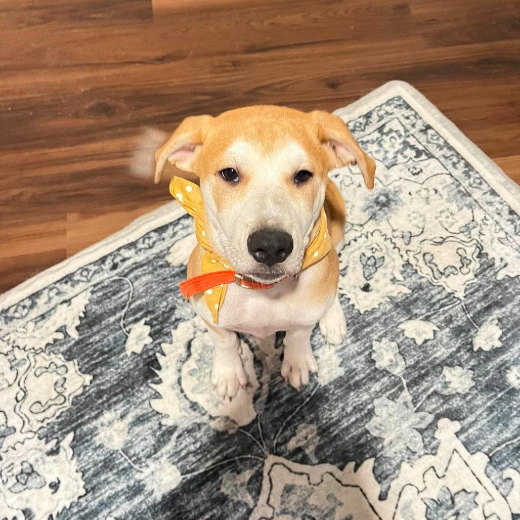 Enlarge Hailee, a Adoptable mixed breed in Wadena, MN image 3/6