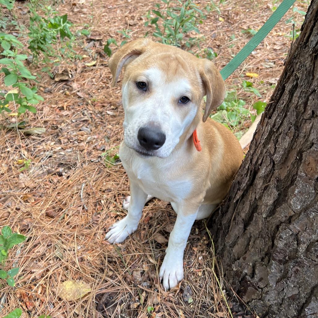 Enlarge Hailee, a Adoptable mixed breed in Wadena, MN image 4/6