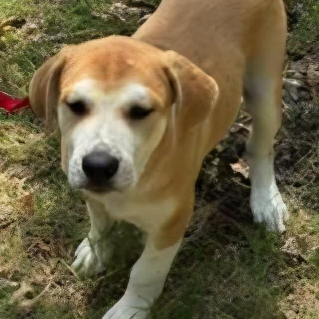 Enlarge Hailee, a Adoptable mixed breed in Wadena, MN image 6/6