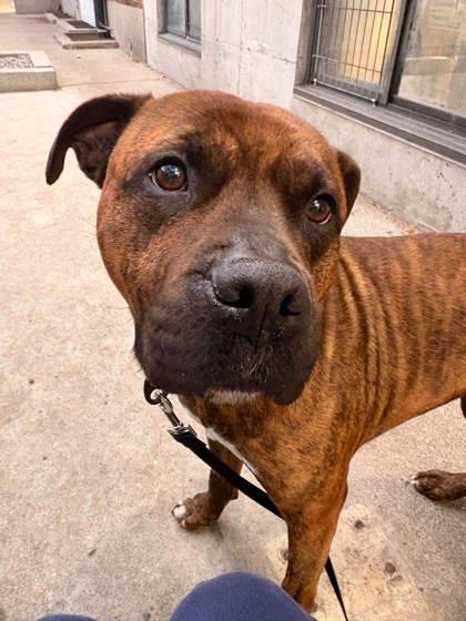 Monsieur Du Moule, Adoptable, Young Male Mixed Breed & Mixed Breed.