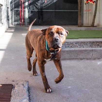 Enlarge Monsieur Du Moule, a Adoptable mixed breed in Montreal, QC image 2/3