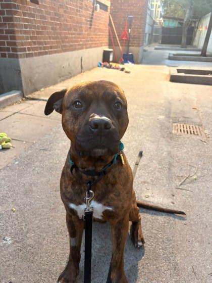 Enlarge Monsieur Du Moule, a Adoptable mixed breed in Montreal, QC image 3/3