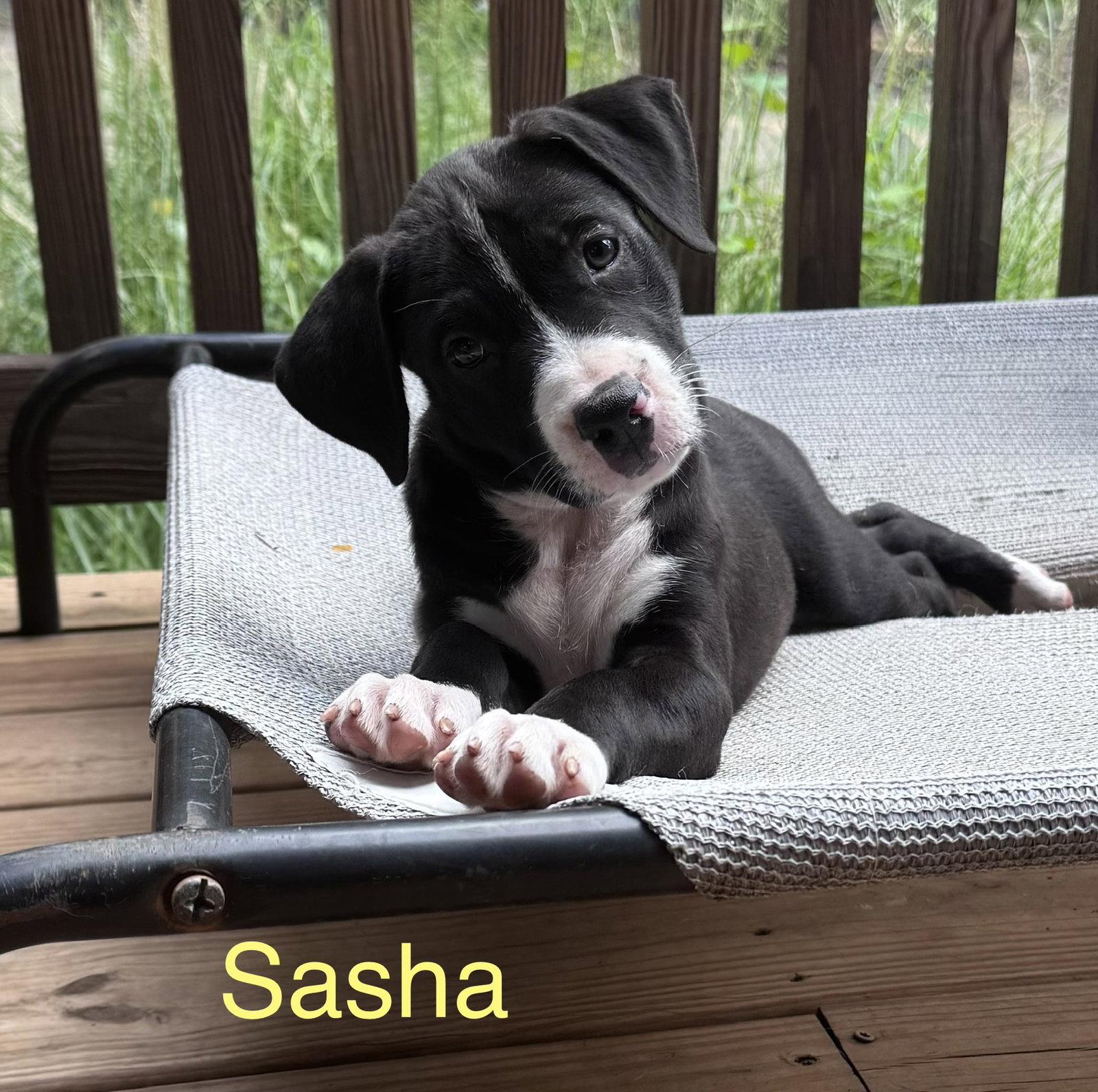 Sasha, Adopted, Puppy Female American Staffordshire Terrier & Hound.