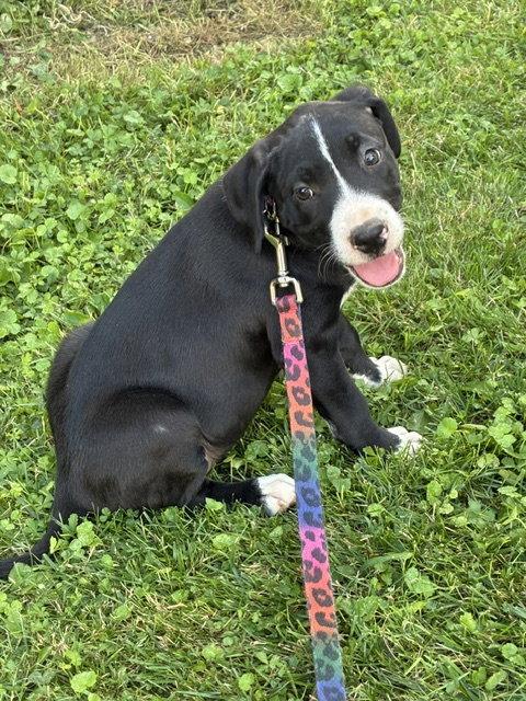 Enlarge Sasha, a Adopted mixed breed in Spring City, PA image 2/2