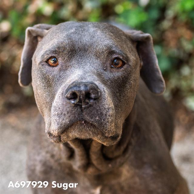 SUGAR, Adoptable, Adult Female Pit Bull Terrier.