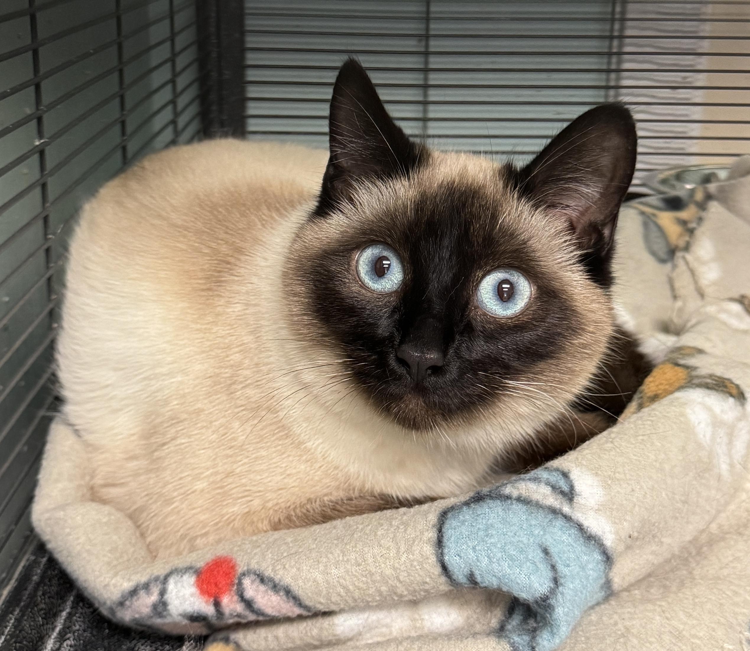 Enlarge Pi, an adopted mixed breed in Oregon City, OR image 2/2