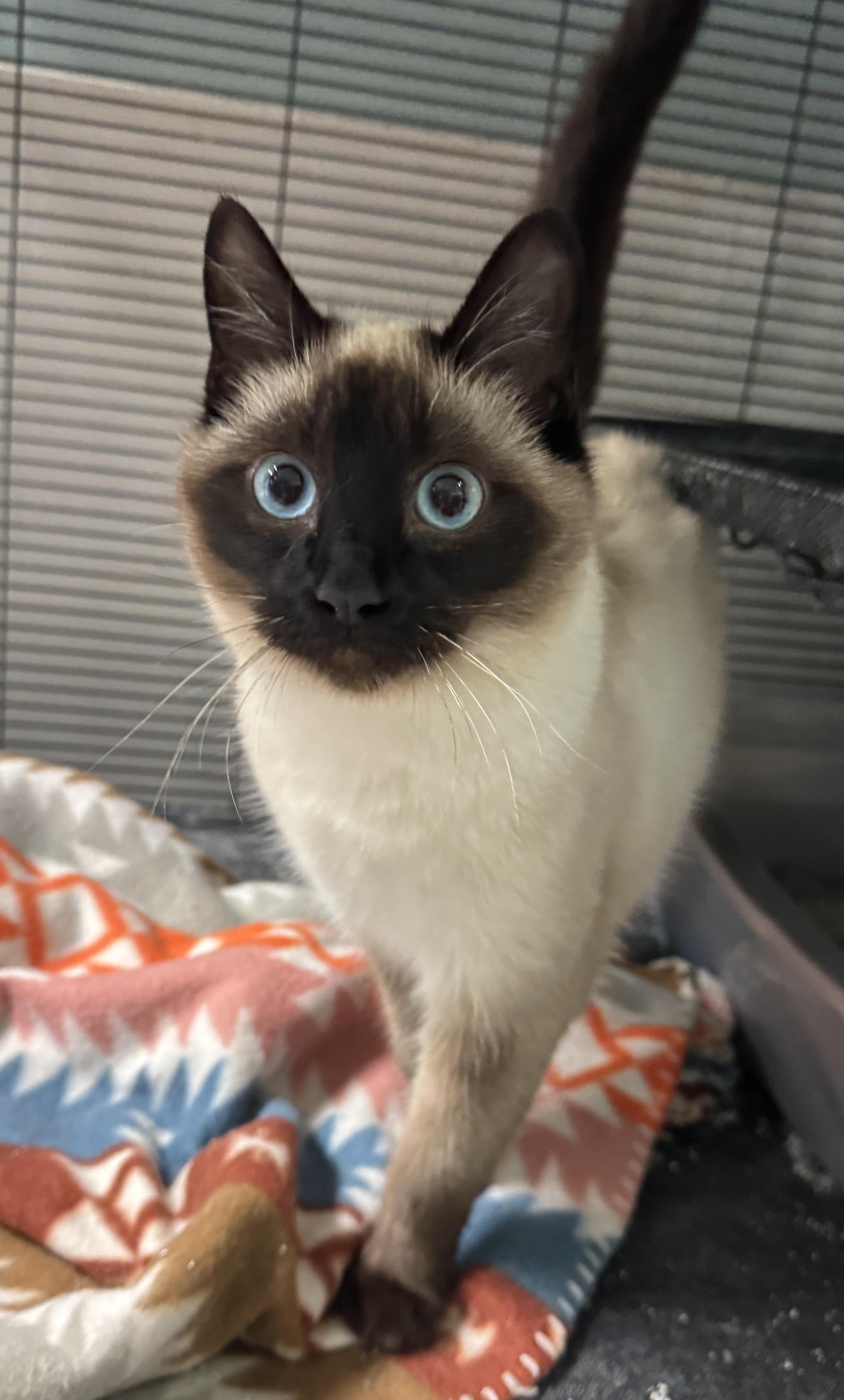 Pi, adopted, Young Female Siamese & Domestic Short Hair.