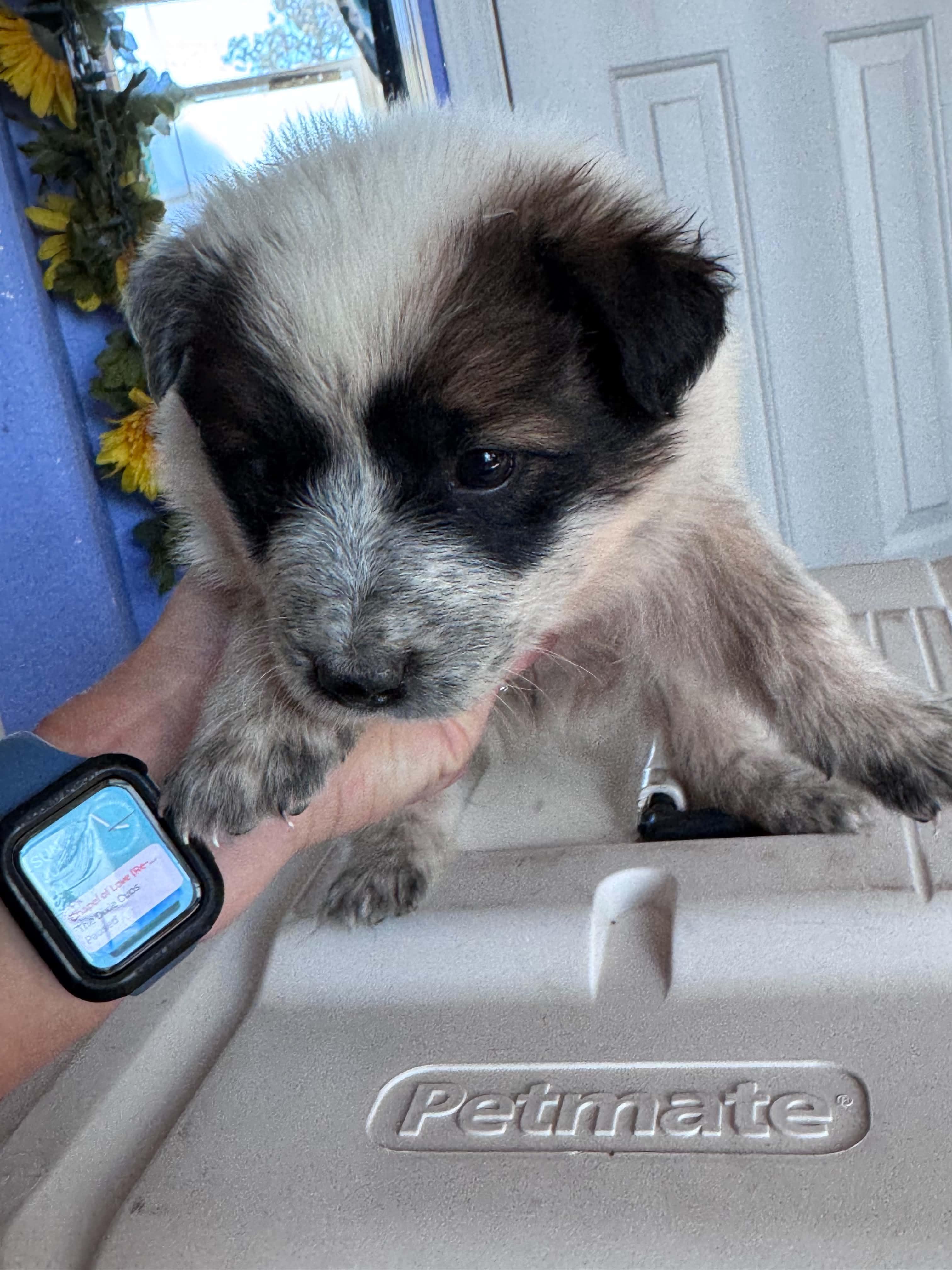 Chocolate Heeler Crew babies, a ADOPTABLE mixed breed in Bend, OR image 3/6