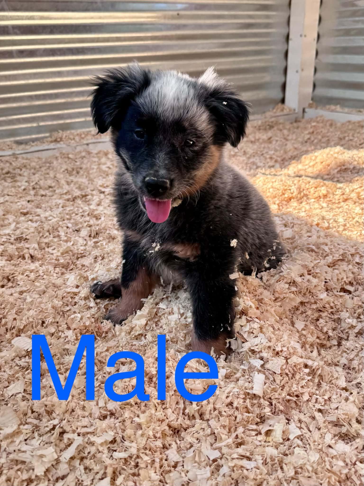 Chocolate Heeler Crew babies, ADOPTABLE, Puppy Male Australian Cattle Dog / Blue Heeler.