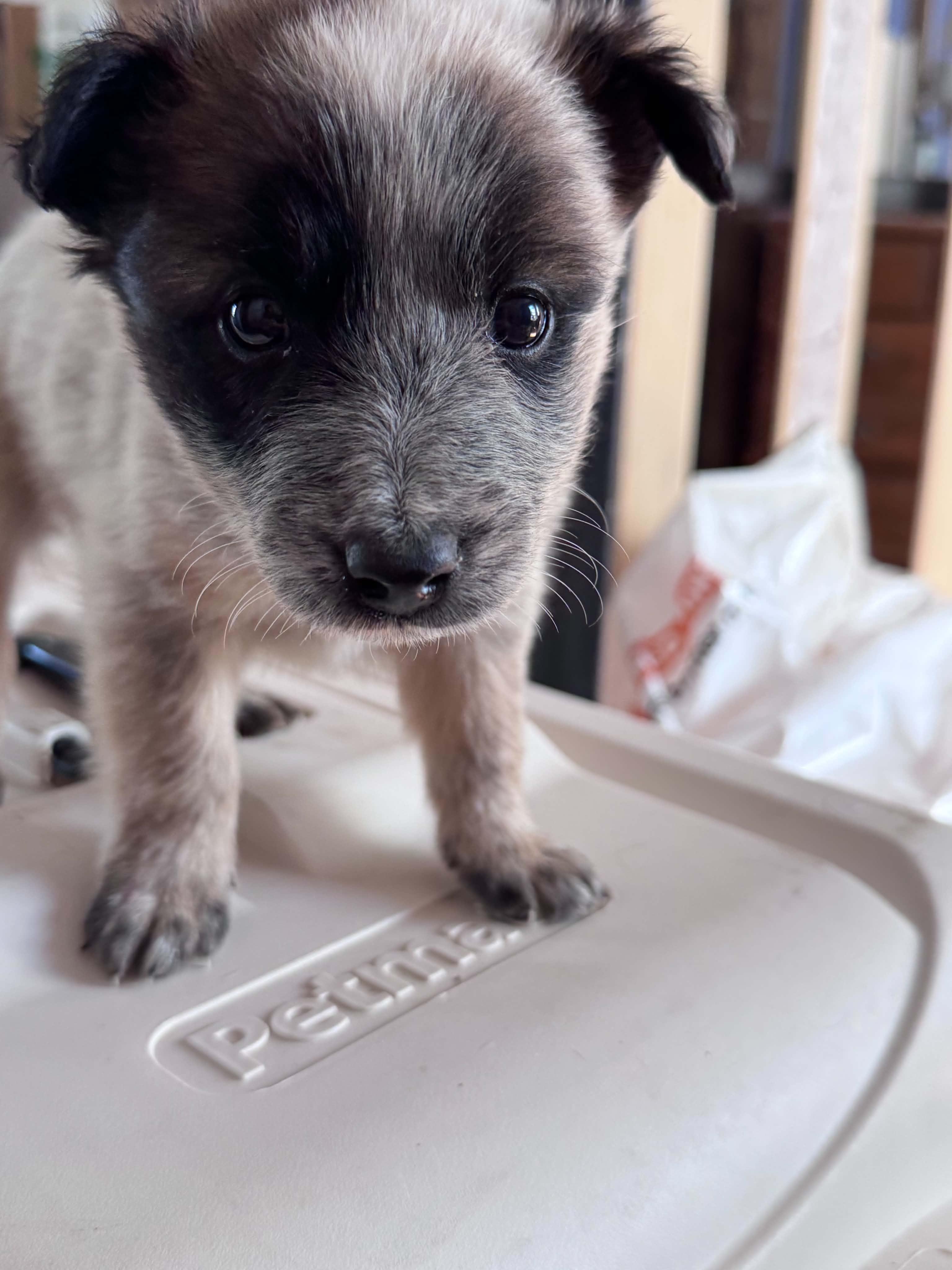 Chocolate Heeler Crew babies, a ADOPTABLE mixed breed in Bend, OR image 4/6