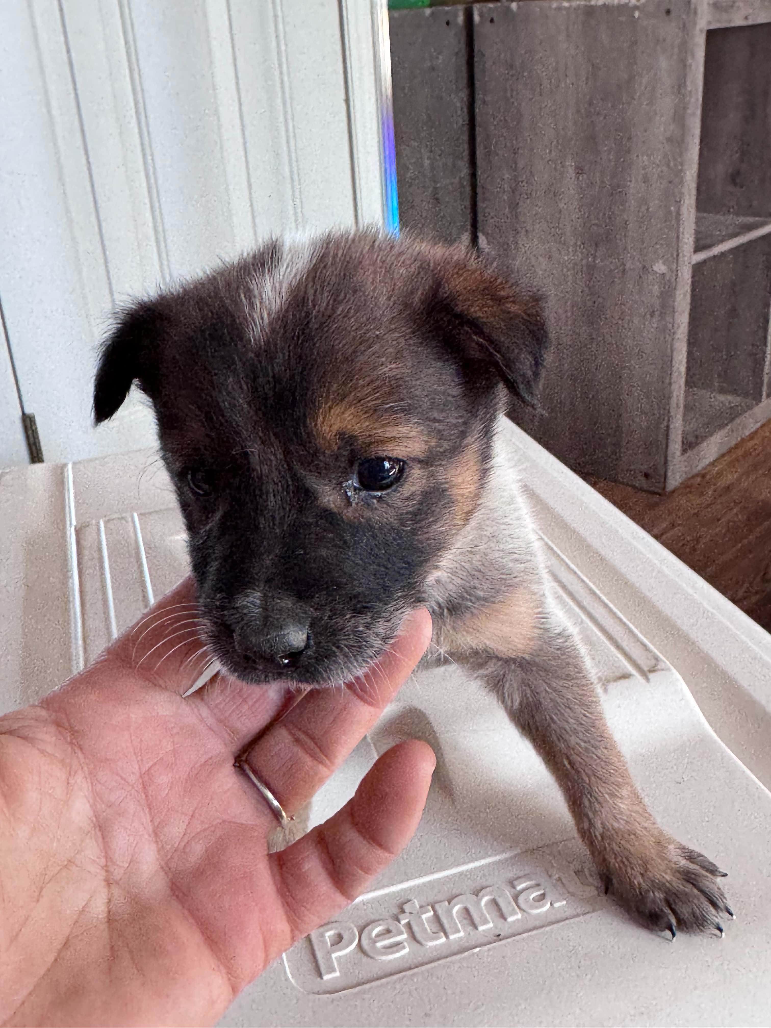 Chocolate Heeler Crew babies, a ADOPTABLE mixed breed in Bend, OR image 5/6