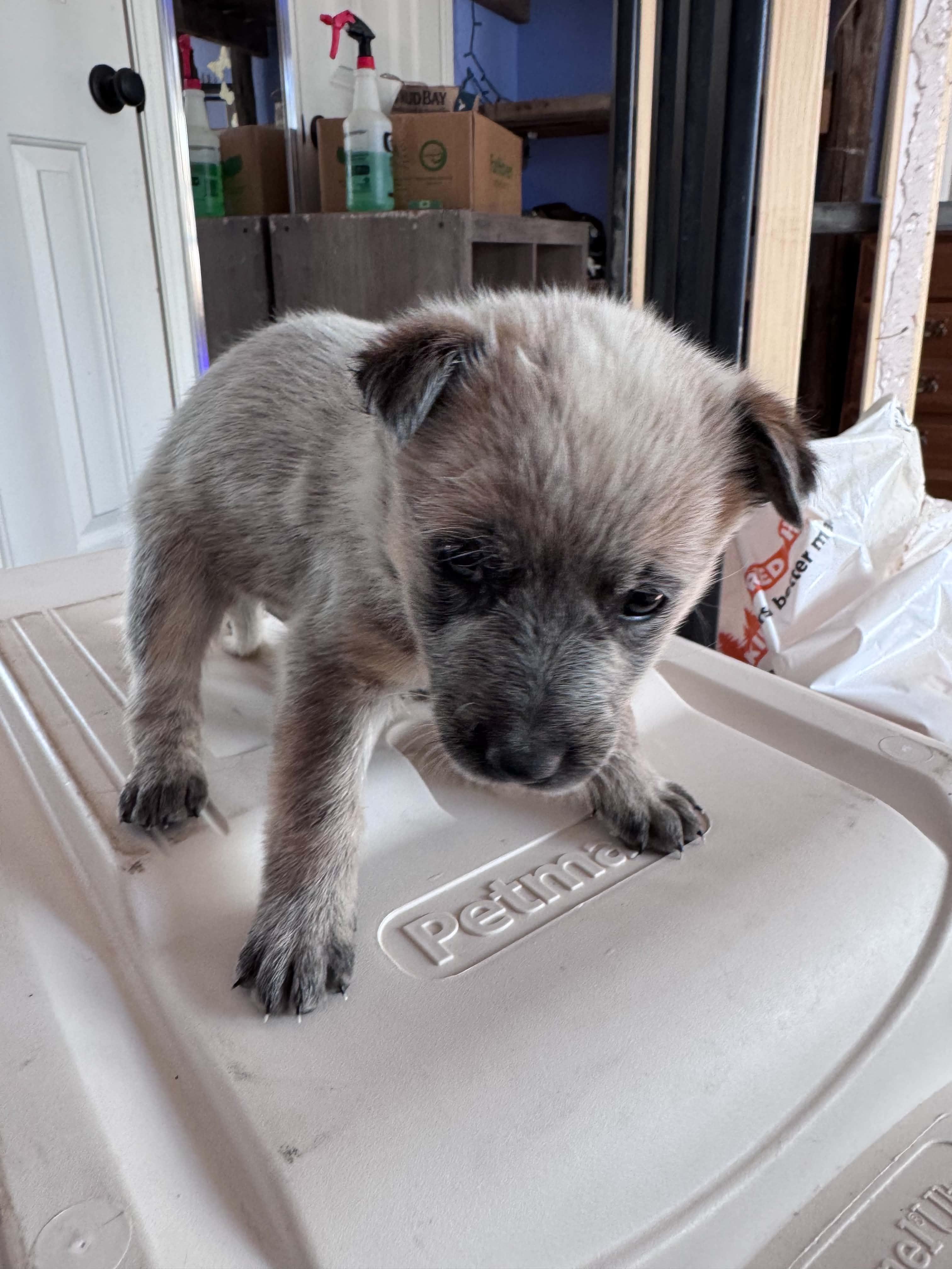 Chocolate Heeler Crew babies, a ADOPTABLE mixed breed in Bend, OR image 2/6