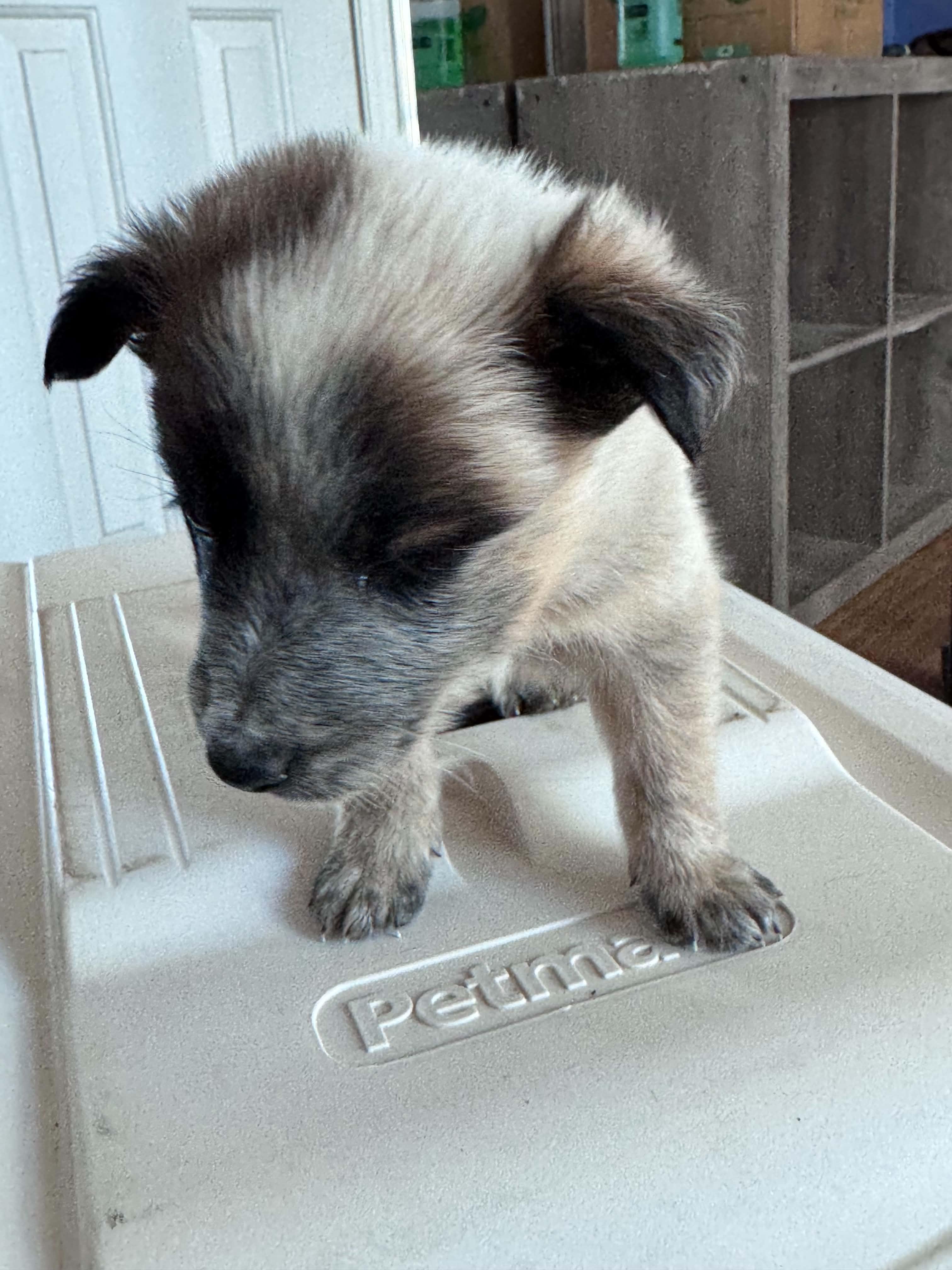 Chocolate Heeler Crew babies, a ADOPTABLE mixed breed in Bend, OR image 6/6