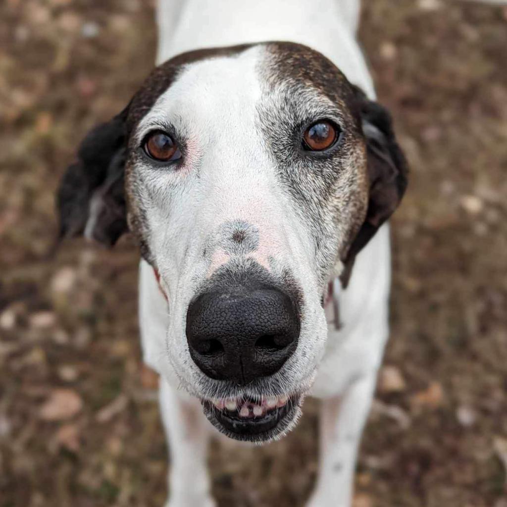 Magnolia, Adoptable, Senior Female Hound.