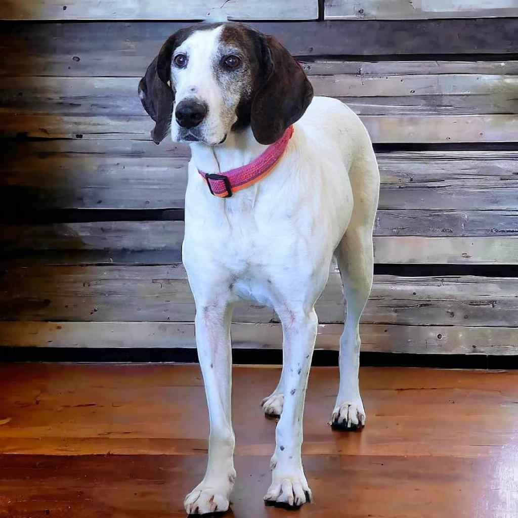 Enlarge Magnolia, a Adoptable Hound in Zimmerman, MN image 2/6