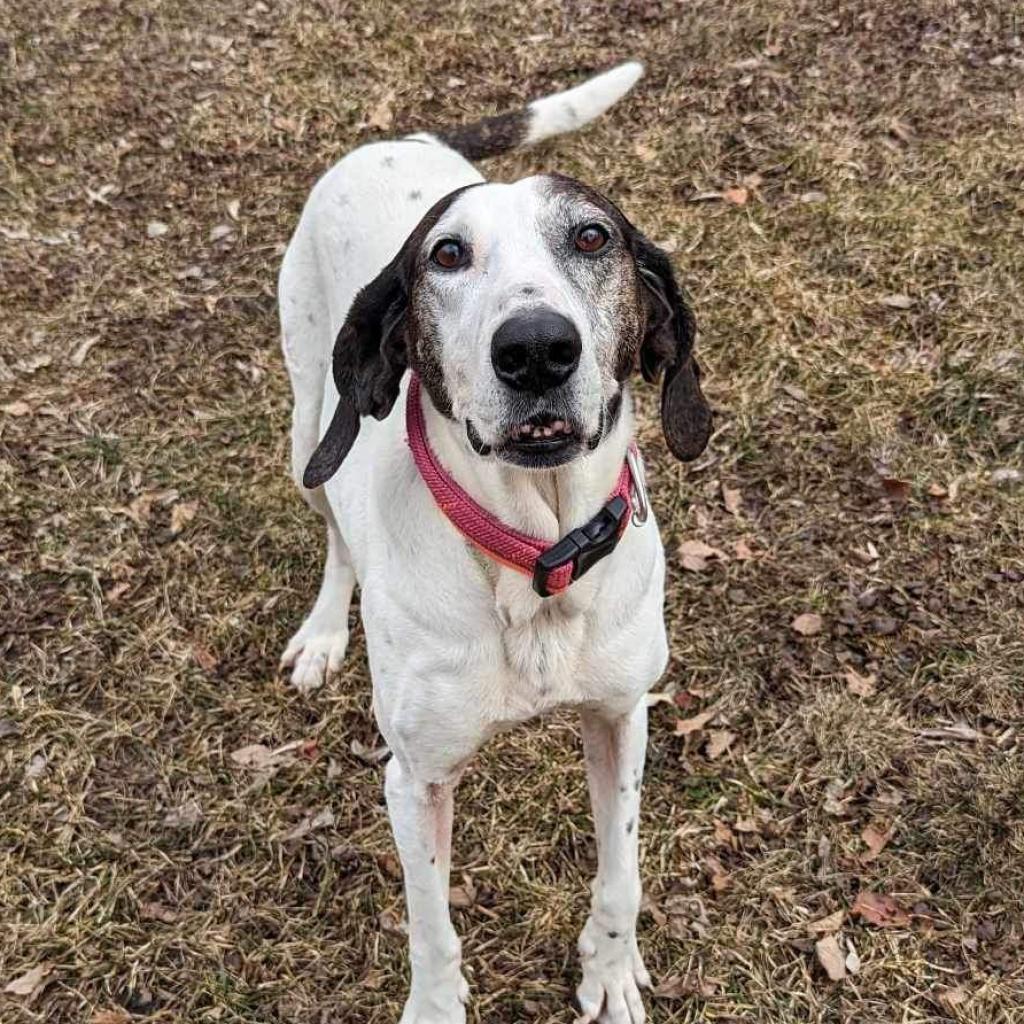 Enlarge Magnolia, a Adoptable Hound in Zimmerman, MN image 3/6