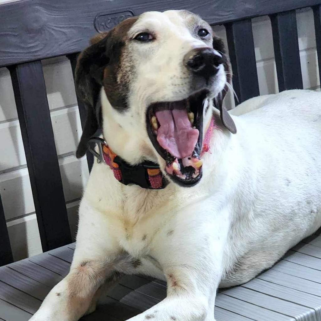 Enlarge Magnolia, a Adoptable Hound in Zimmerman, MN image 4/6
