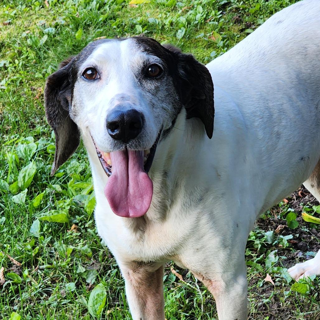 Enlarge Magnolia, a Adoptable Hound in Zimmerman, MN image 5/6