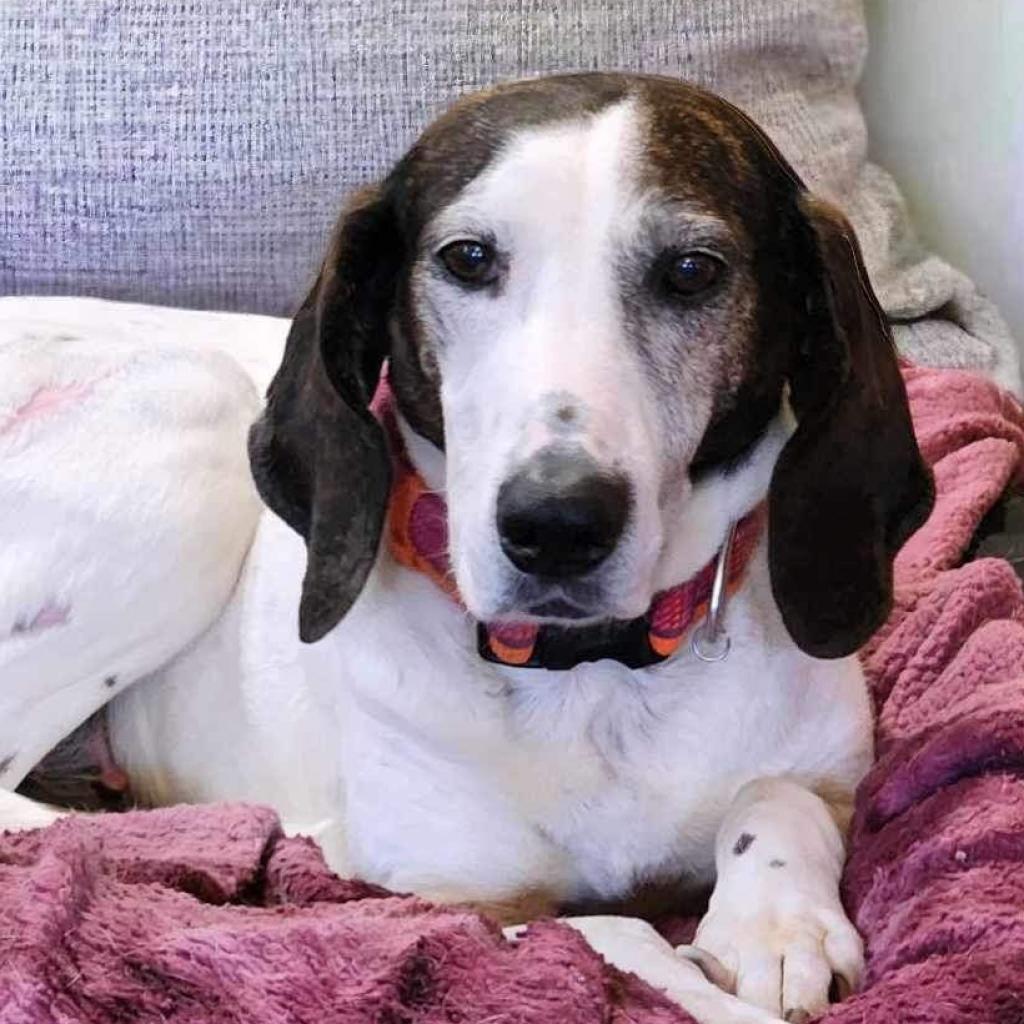 Enlarge Magnolia, a Adoptable Hound in Zimmerman, MN image 6/6